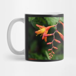 Montbretia Mug